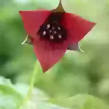 Erectum